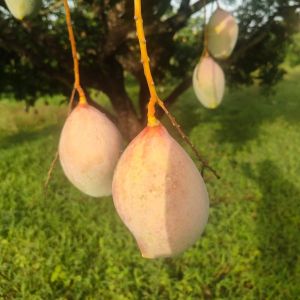 Fresh Totapuri Mango