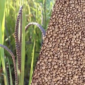 Kodo Millet Seeds Kodo Millet Seeds