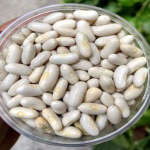 White Kidney Beans