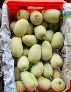 golden premium valsad kesar mango