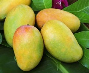 Fresh Talala Gir Kesar Mango