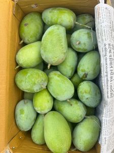 Talala Gir Kesar Mango