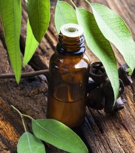 Eucalyptus Citriodora Oil