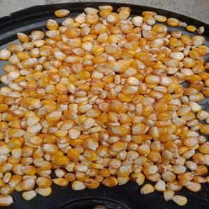 Yellow Maize Seeds
