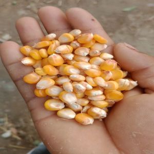 Yellow Maize Seeds