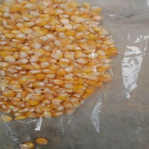 Yellow Maize Seeds