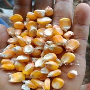 Yellow Maize Seeds