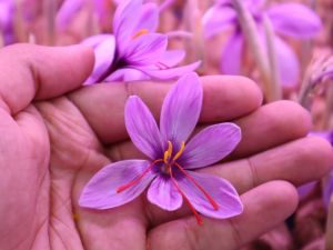 Premium Kashmiri Saffron