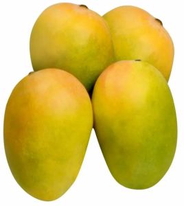 Fresh Kesar Mango