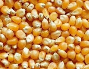 Yellow Maize Cattle Feed