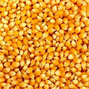 Yellow Maize Grain