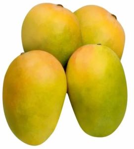 Fresh Kesar Mango