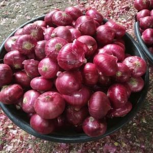 fresh red onion