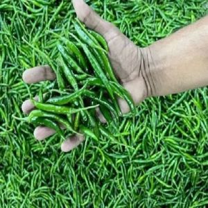 Fresh Teja Green Chilli