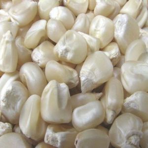 White Maize Seeds