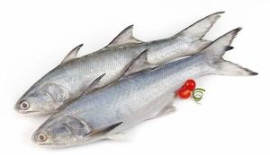 Frozen Indian Salmon Fish