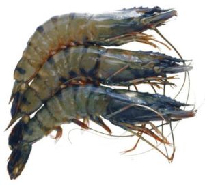 Frozen Seafood Black Tiger Shrimps