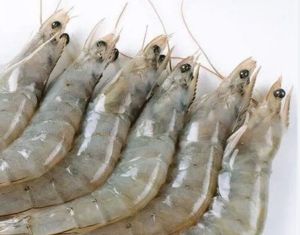 Frozen Seafood Vannamei Shrimps