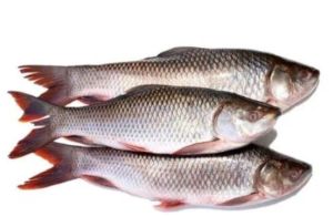 Frozen Whole Cut Catla Fish