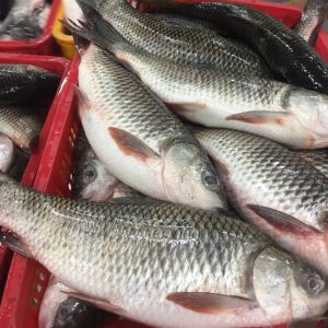 Frozen Whole Cut Rohu Fish
