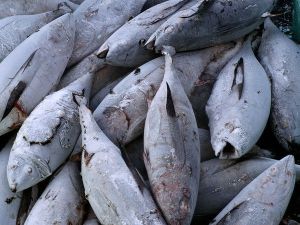 Frozen Whole Cut Tuna Fish