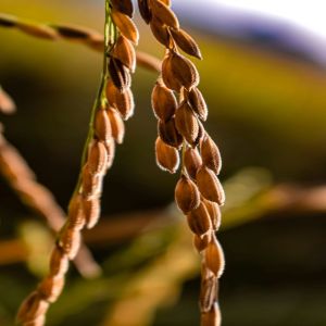 High Grade Rice & Nutritious Millets Supply Service