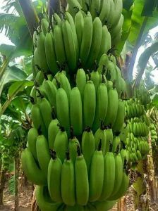 Fresh Green Banana