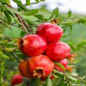 Fresh Pomegranate