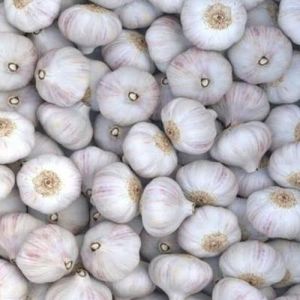Fresh White Garlic