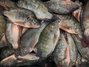 Frozen Tilapia