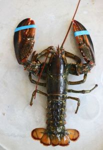 Lobster