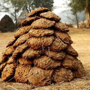 cow dung
