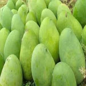 Natural Banginapalli Mango