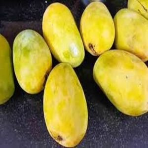 Natural Banginapalli Mango