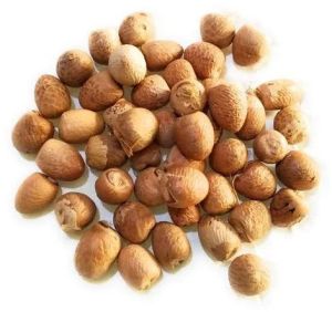 Betel Nuts