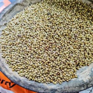 Coriander Seeds