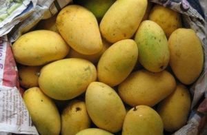 Fresh Badami Mango