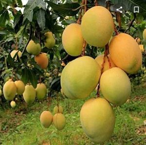 Fresh Hapus Mango