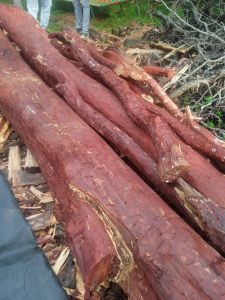 A Grade Red Sandalwood Logs
