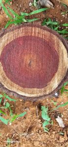 A Grade Red Sandalwood Logs