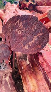 A Grade Red Sandalwood Logs