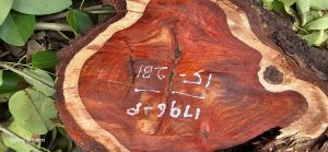 A Grade Red Sandalwood Logs