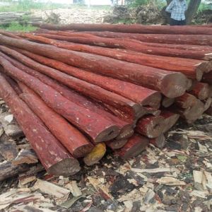 A Grade Red Sandalwood Logs