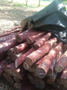 B Grade Red Sandalwood