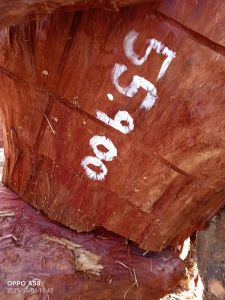 B Grade Red Sandalwood