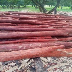 B Grade Red Sandalwood