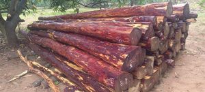 C Grade Red Sandalwood