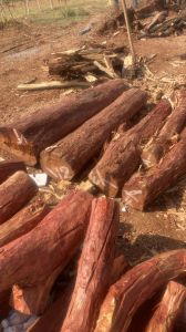C Grade Red Sandalwood