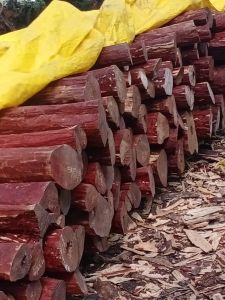 C Grade Red Sandalwood
