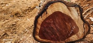 C Grade Red Sandalwood